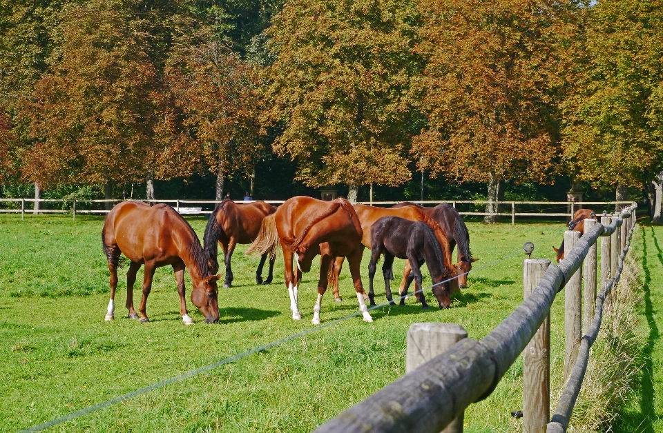 Paesaggio natura foresta erba