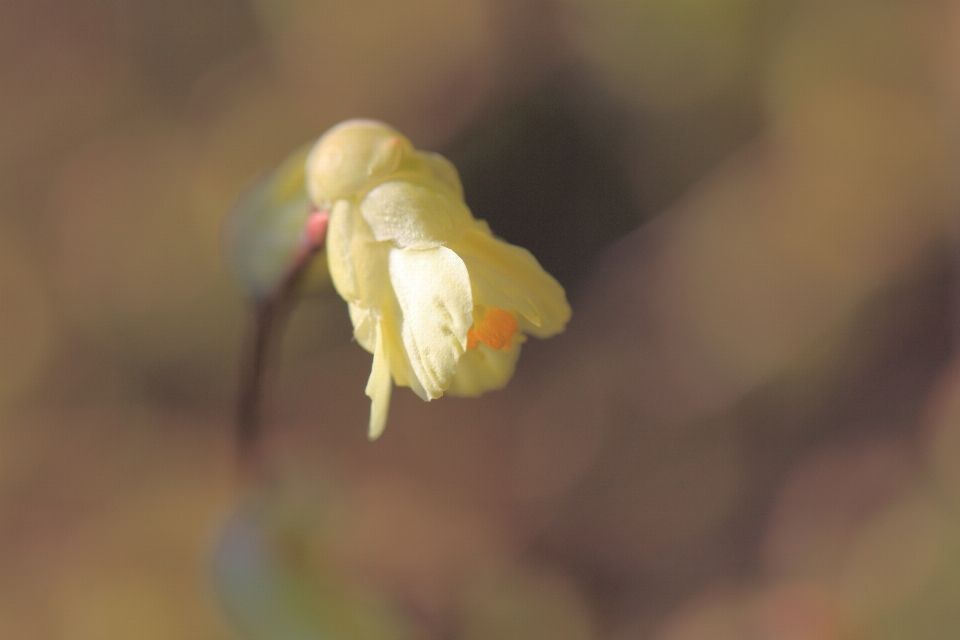 Natureza florescer plantar fotografia