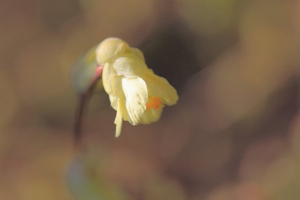 Nature blossom plant photography Photo