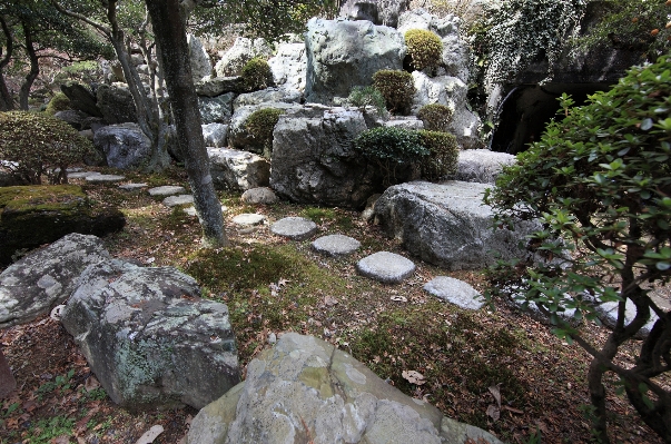 Foto Pohon rock air terjun gurun
