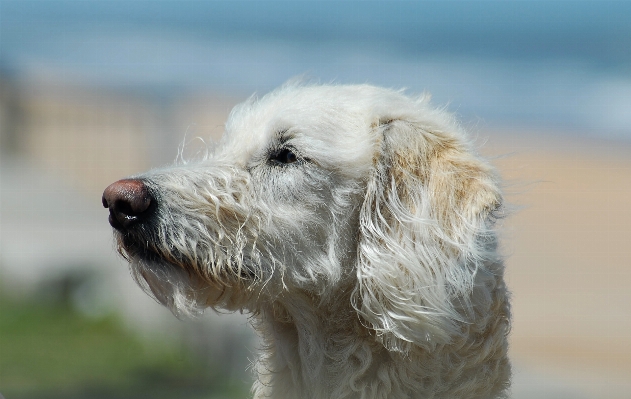 Outdoor puppy dog animal Photo