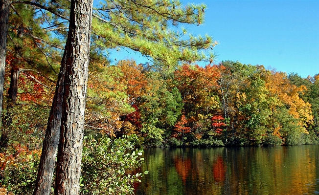 Landscape tree water nature Photo