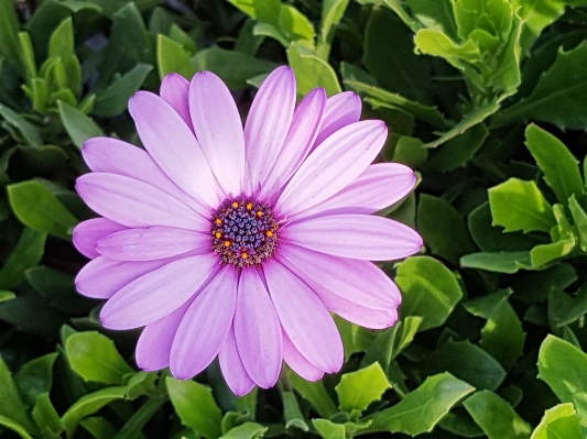 Nature plant flower petal Photo