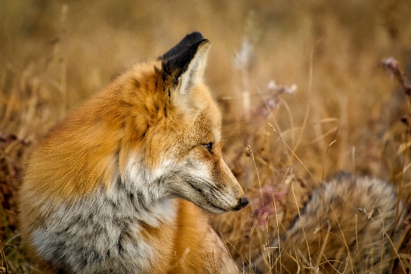 Zdjęcie Krajobraz natura zwierzę kraj