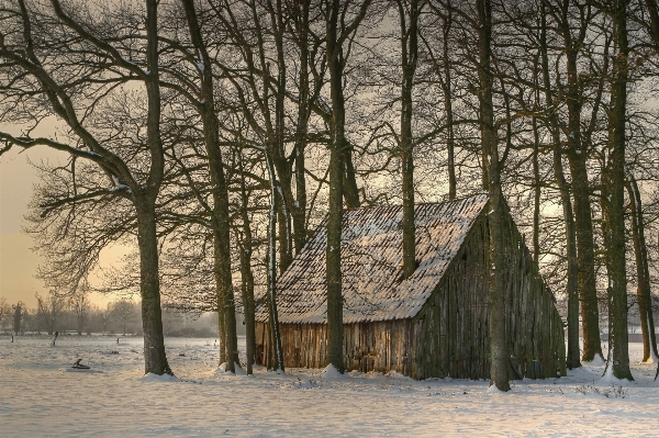 Foto árbol naturaleza bosque nieve