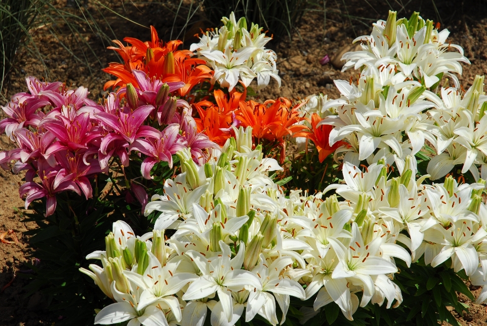 Natur blüte anlage weiss