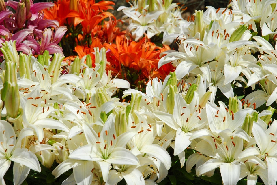 Nature blossom plant white