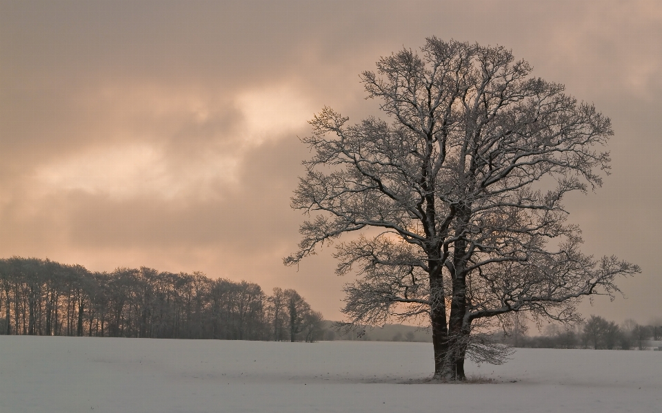 Landscape tree nature branch