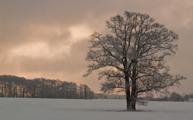 Landscape tree nature branch Photo