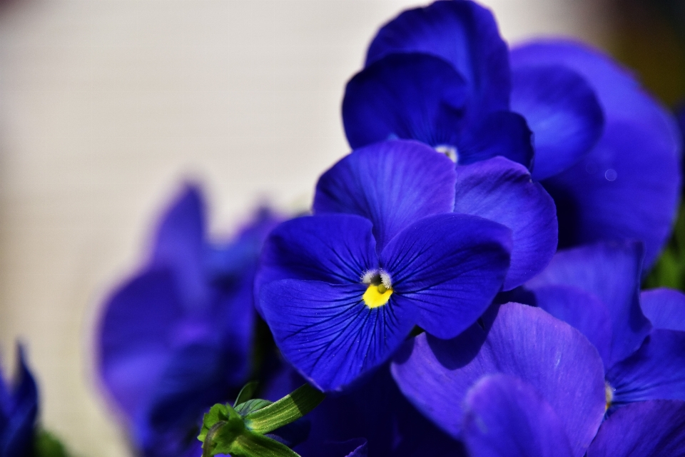 Blossom plant flower purple