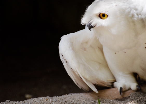 鳥 羽 白 野生動物 写真