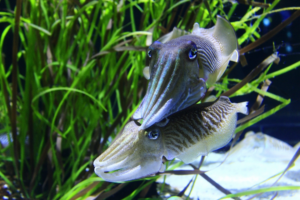 Mar natureza oceano animais selvagens