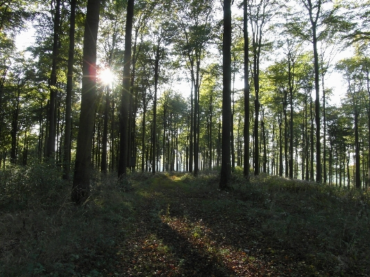 Tree nature forest wilderness Photo