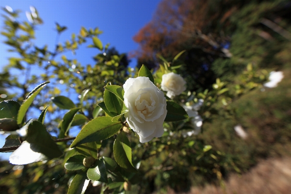 Tree nature branch blossom Photo