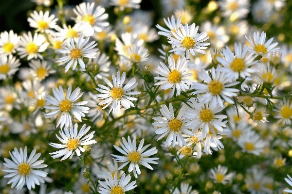 Nature blossom plant white Photo