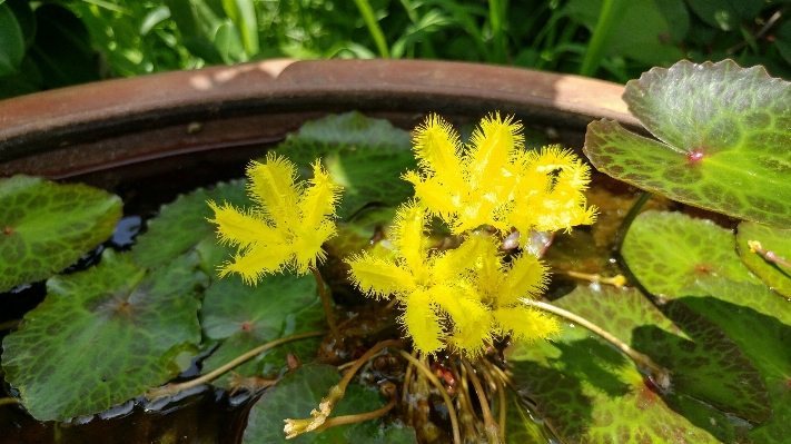 Plant leaf flower green Photo