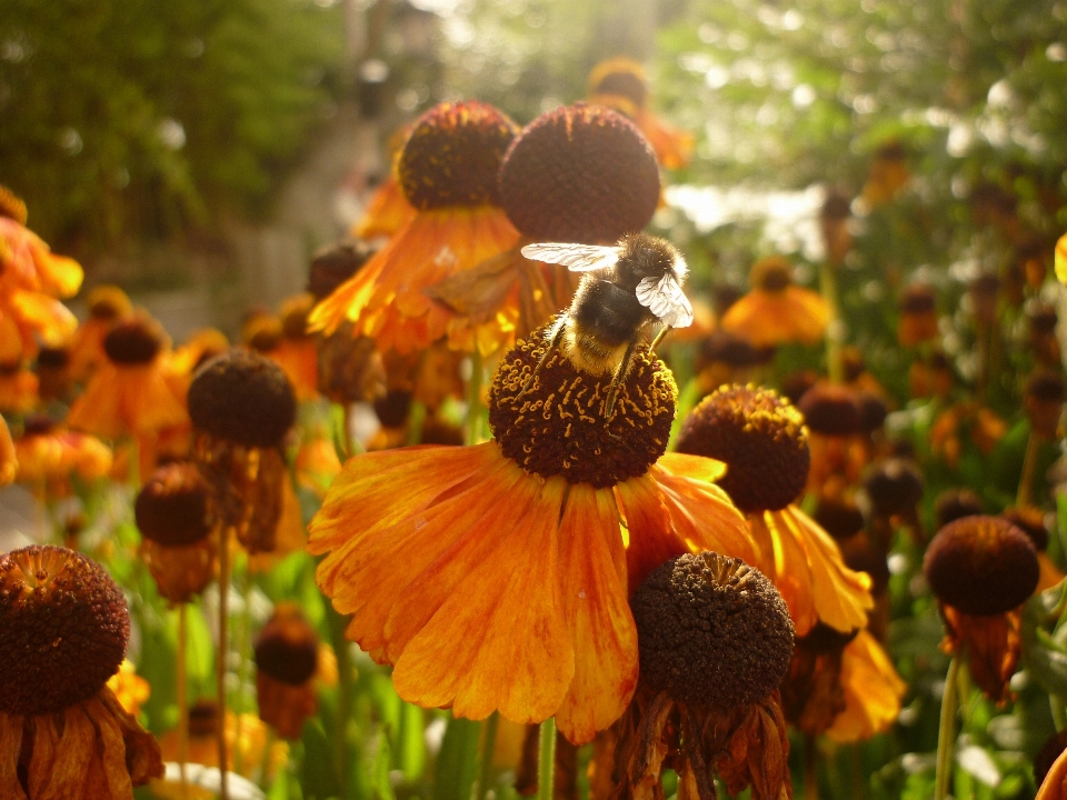 Natura pianta fiore petalo