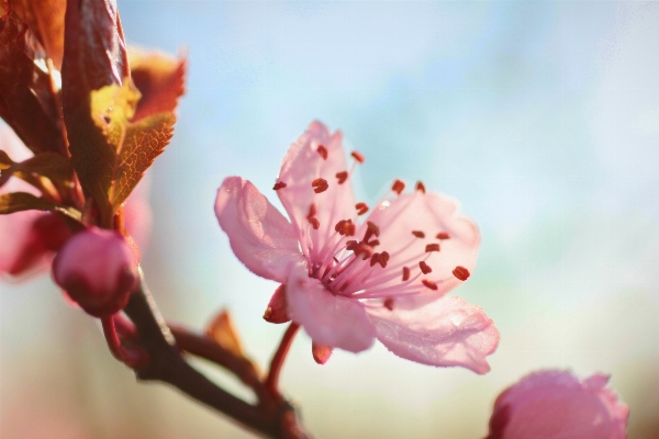 Nature branch blossom plant Photo