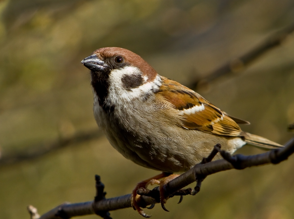 Nature branch bird animal