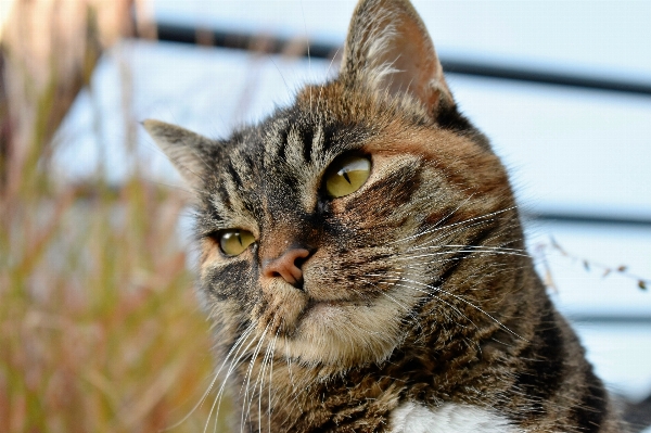 Foto Satwa peliharaan bulu anak kucing