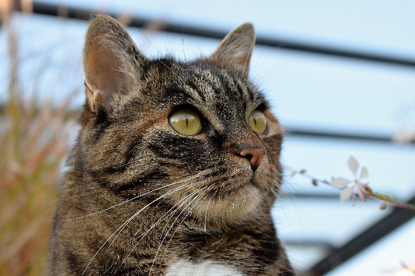 Hayvan evcil kürk kedi Fotoğraf