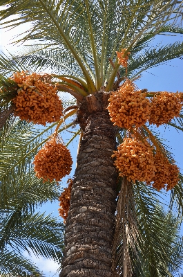 Tree branch plant fruit Photo