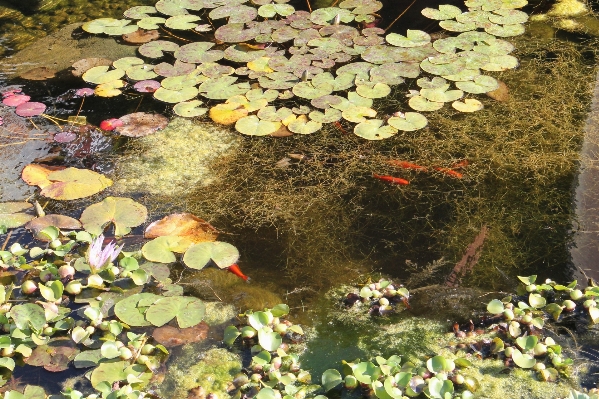 Water nature plant leaf Photo