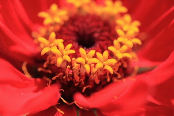 Blossom plant flower petal Photo