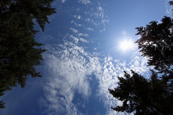 Tree nature forest branch Photo