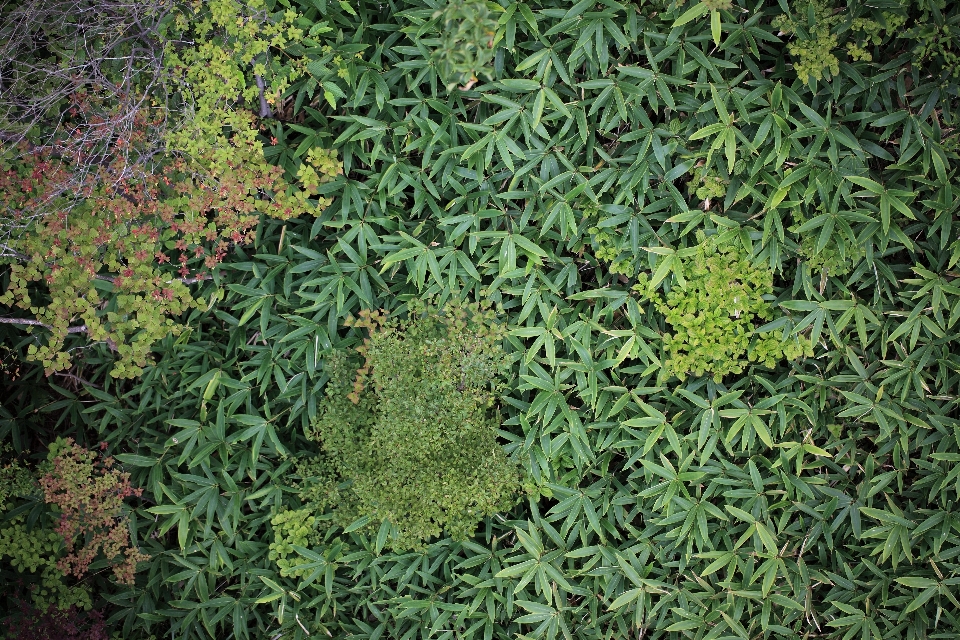 Césped planta hoja flor