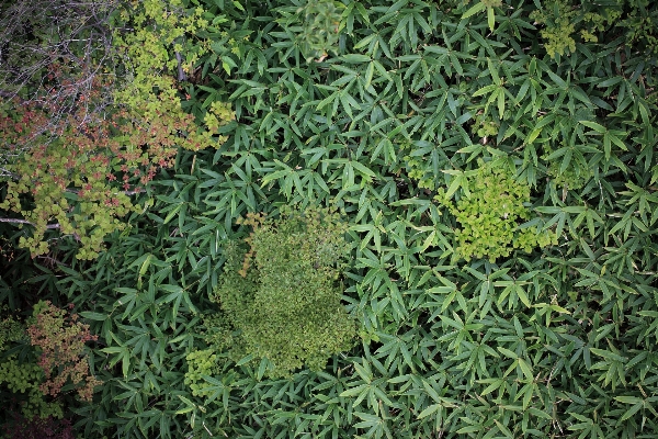 Grass plant lawn leaf Photo