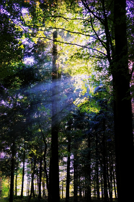 Landscape tree nature forest