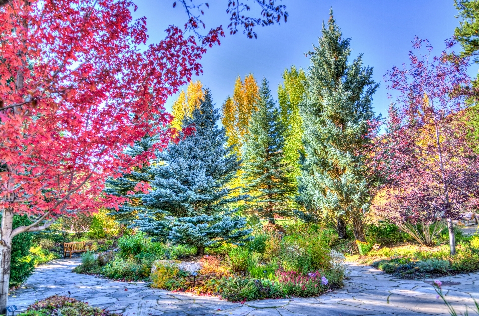 Paisaje árbol naturaleza bosque