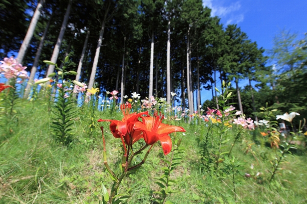 Tree blossom plant meadow Photo