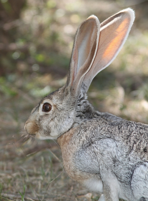 Natur gras niedlich profil