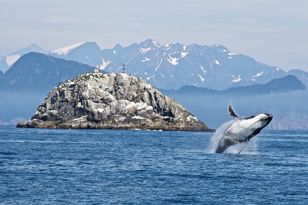 Foto Mar natureza oceano animal