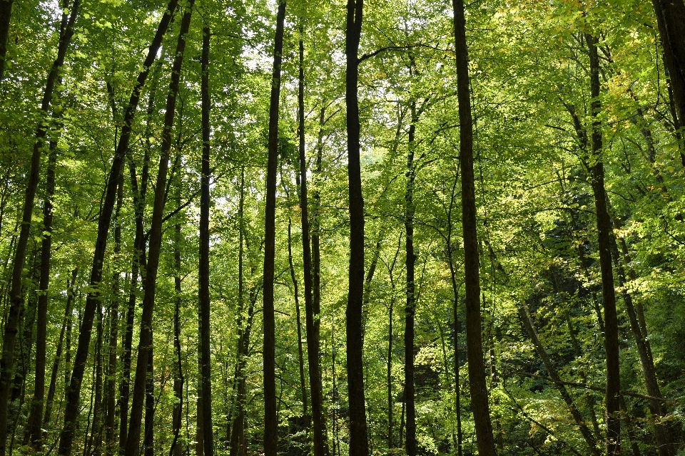 Landscape tree nature forest