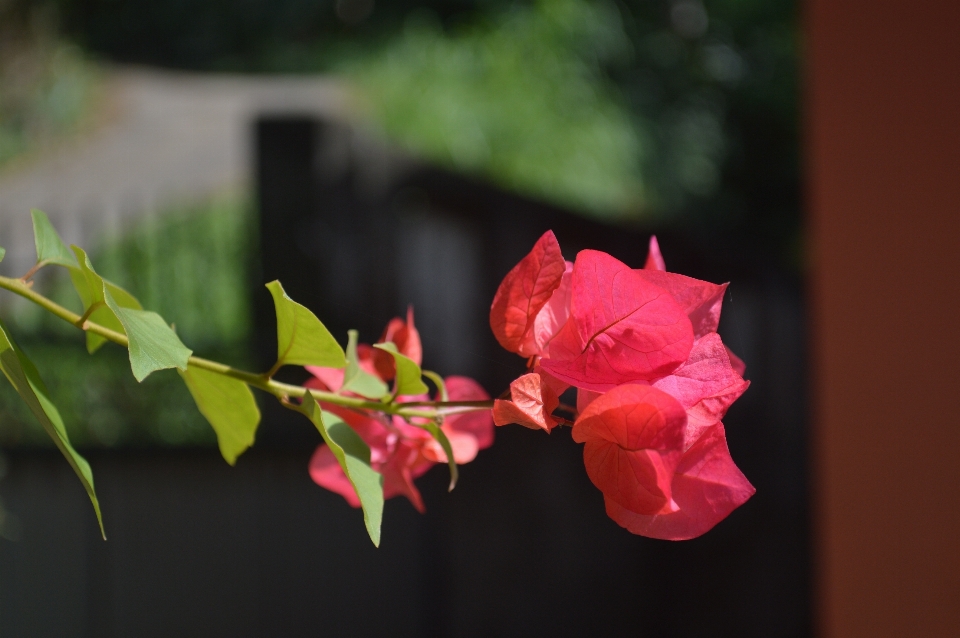 Nature blossom plant photography