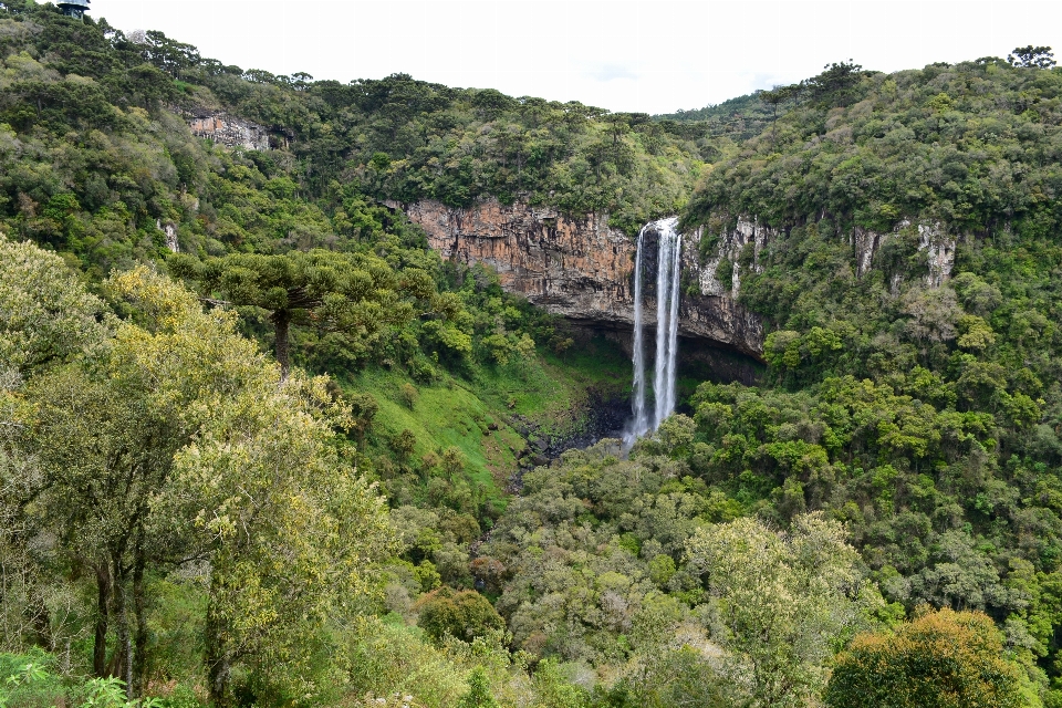 Alam hutan air terjun menjembatani