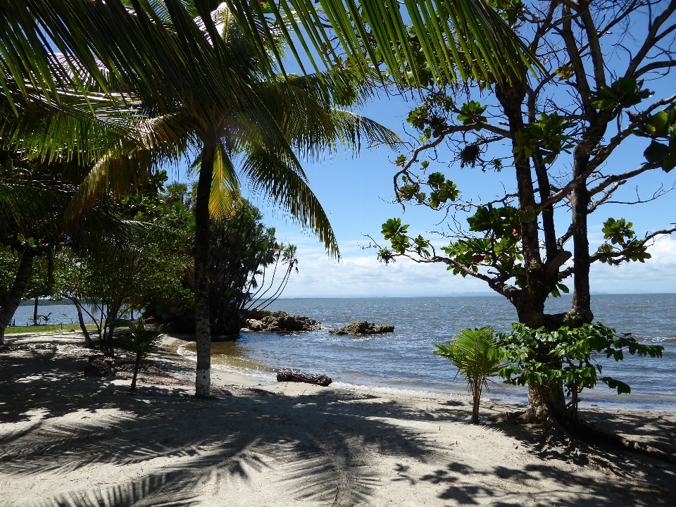 Praia mar costa árvore