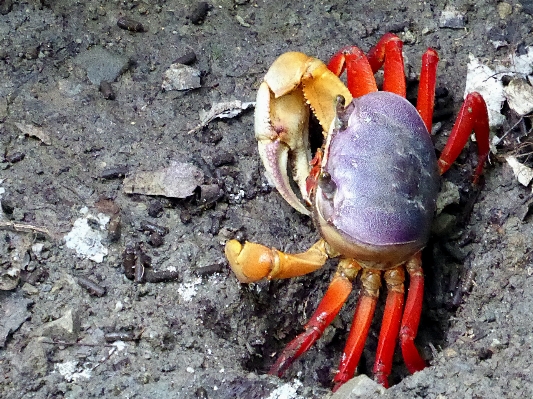 Foto Makanan merah biologi laut