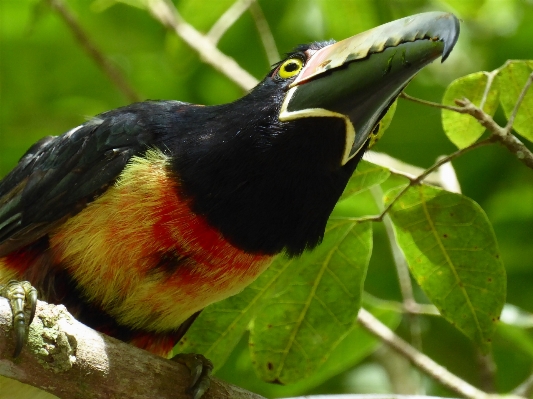 Foto Alam cabang burung bunga