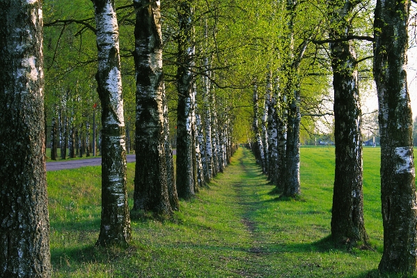 Landscape tree forest path Photo