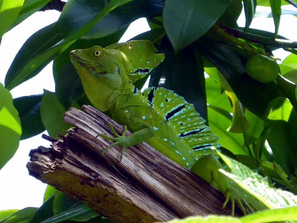 Verde giungla blu rettile