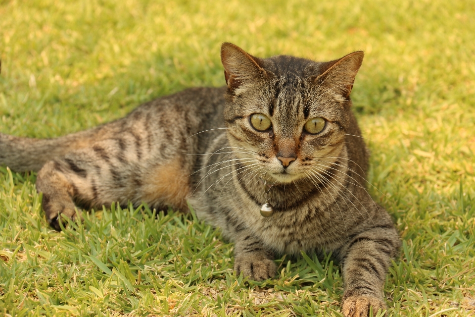 Animal de compagnie chaton chat