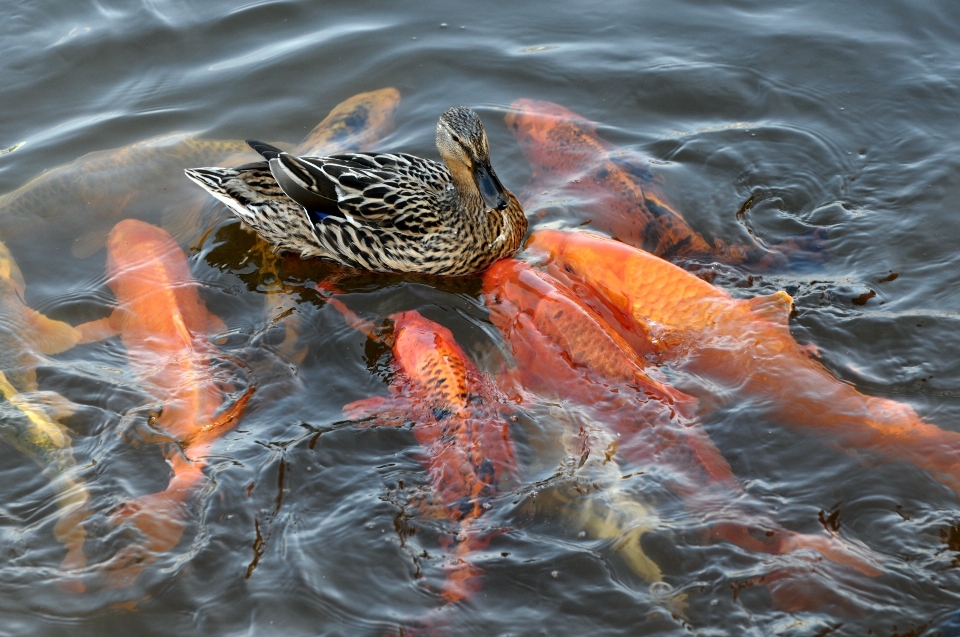 Water bird wet wildlife