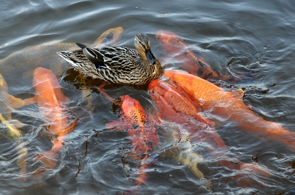 Water bird wet wildlife Photo