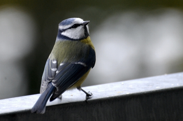 Photo Bifurquer oiseau aile faune