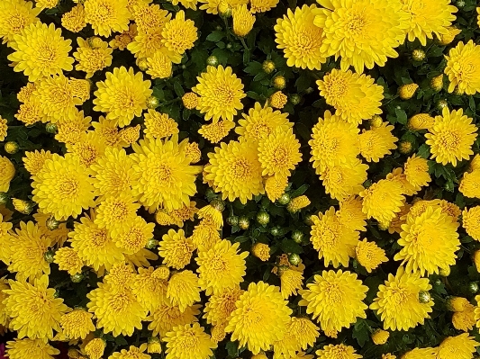 植物 花 ハーブ 秋 写真