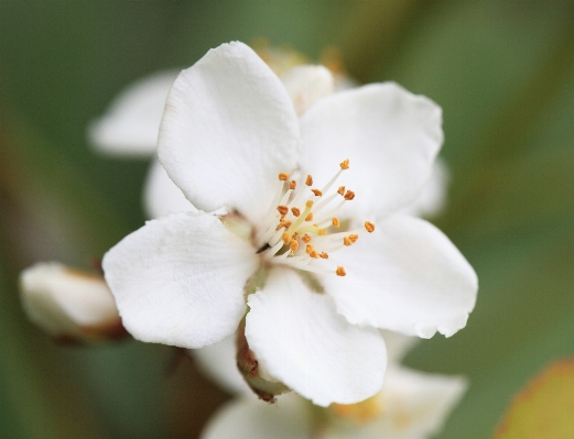 Branch blossom plant white Photo